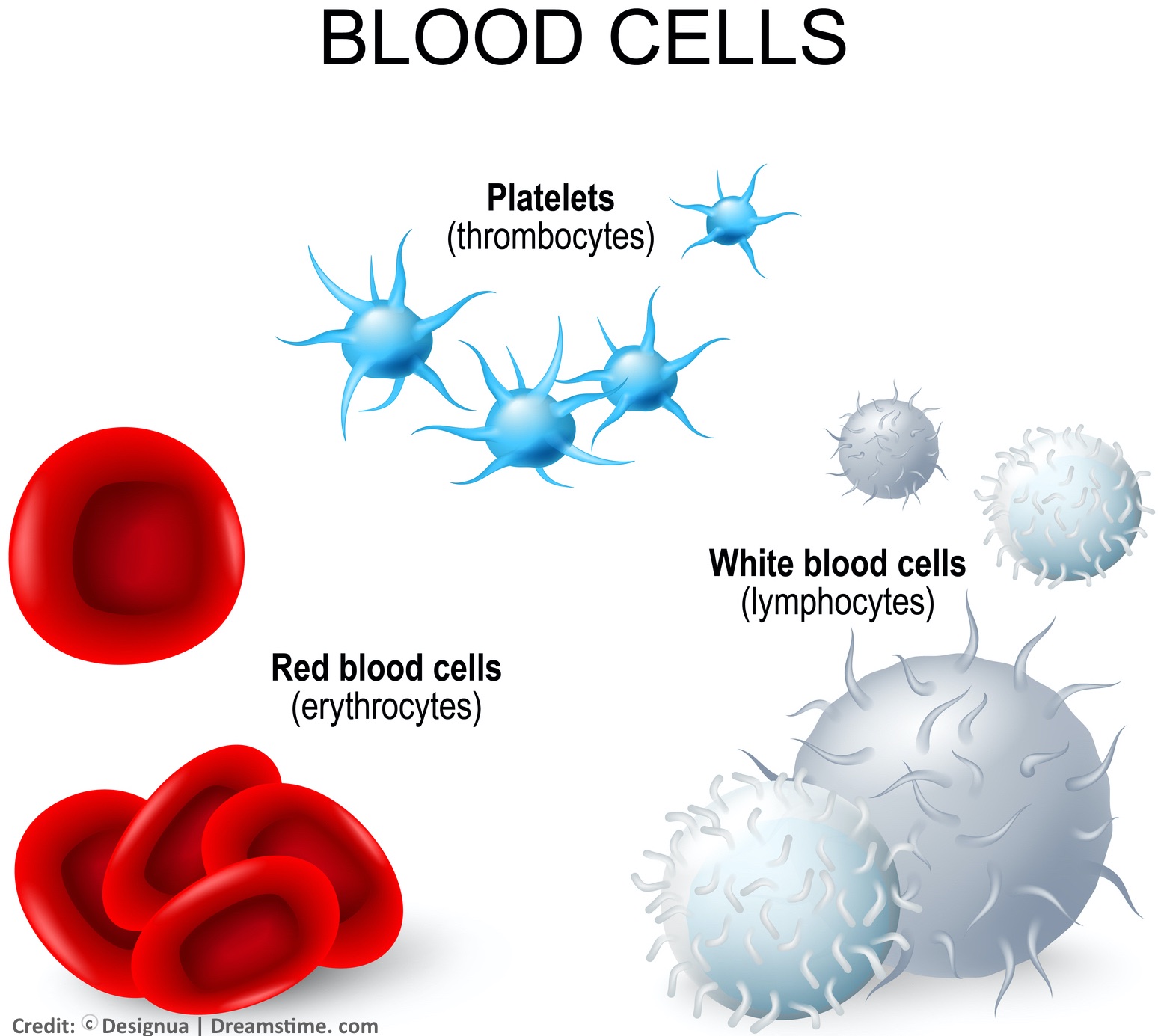 Graphic of blood cells