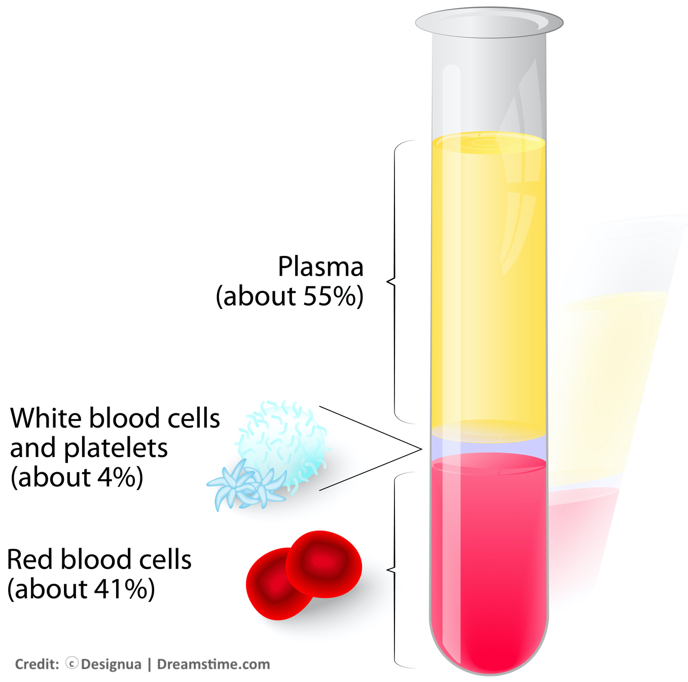 White blood cells and platelets