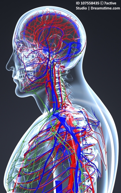 Anatomical illustration