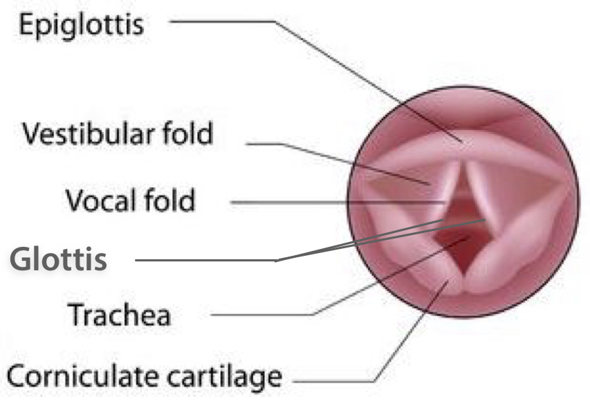 Glottis.jpg