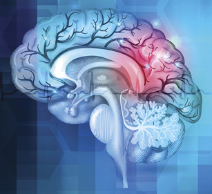 Cross section of the brain