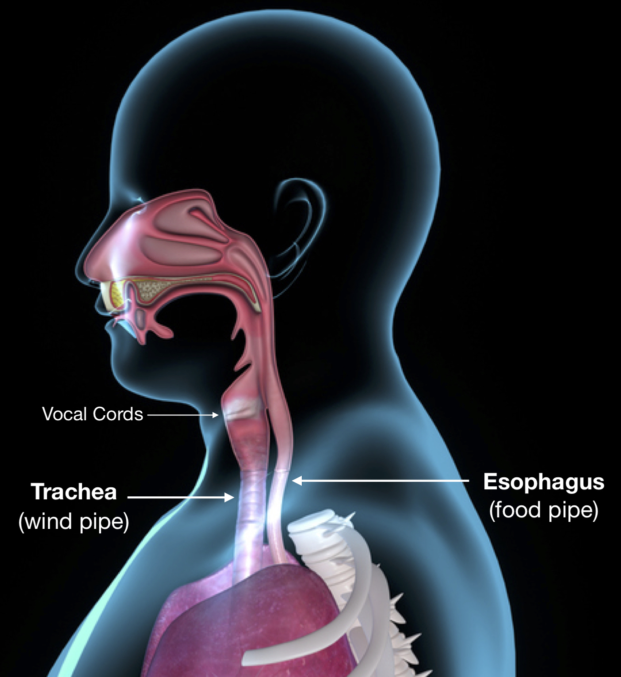 Anatomy of the airway